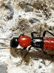 Parameropaederus lusitanicus