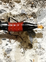 Parameropaederus lusitanicus