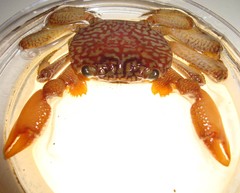 Geograpsus lividus