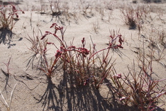 Rumex graminifolius