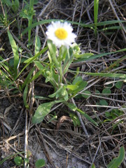 Erigeron tenellus