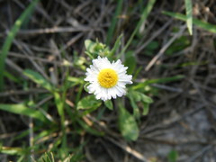 Erigeron tenellus