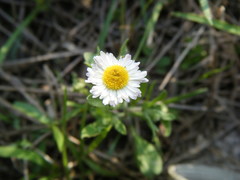 Erigeron tenellus