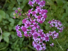 Pericallis papyracea, photograph (c) Borja Fierro, some rights reserved (CC BY)