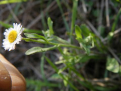 Erigeron tenellus