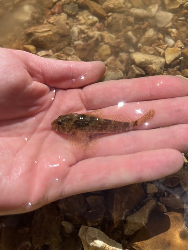 Cottus bairdii