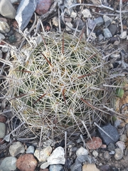 Coryphantha cornifera