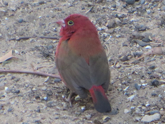 Lagonosticta senegala