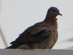 Streptopelia senegalensis