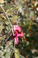 Indigofera lyallii