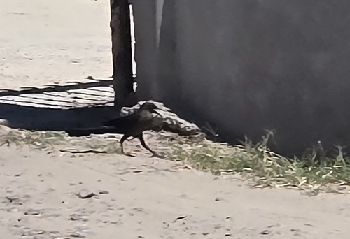 Great-tailed Grackle