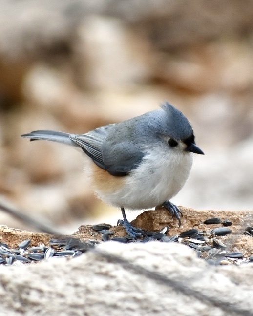 Tufted Titmice: Cute Birds That Visit Bird Feeders in the Eastern United States