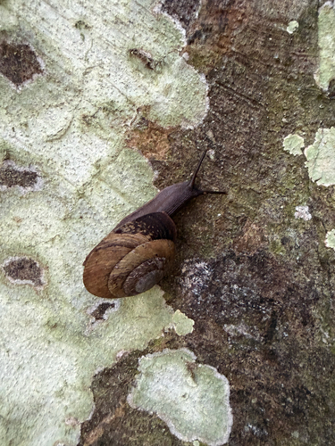 Caracolus caracolla