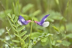 Astragalus lindheimeri