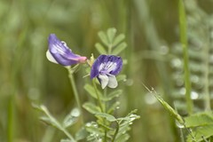 Astragalus lindheimeri