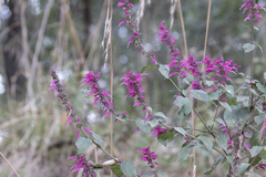 Salvia iodantha