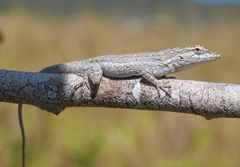 Anolis litoralis