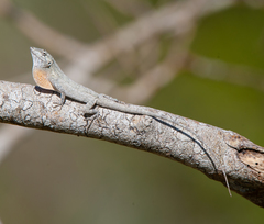 Anolis litoralis