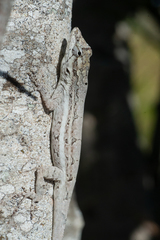 Anolis litoralis