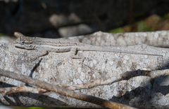 Anolis litoralis