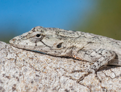 Anolis litoralis