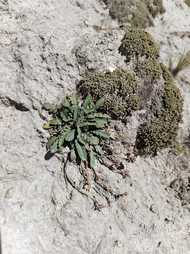 Lepidium meyenii