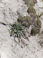 Lepidium meyenii