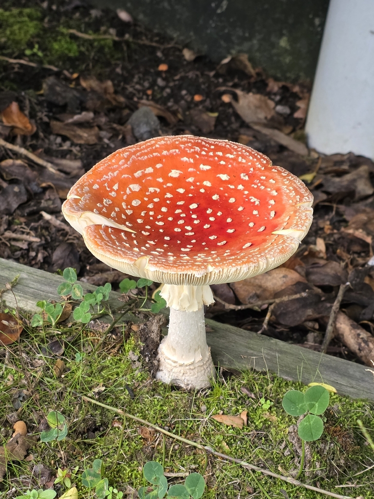 Amanita muscaria · April 2026 · photo: © forrest00 (iNaturalist, cc0)
