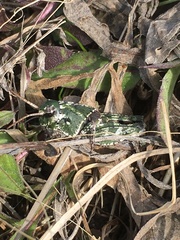 Pardalophora apiculata