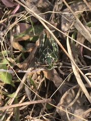 Pardalophora apiculata