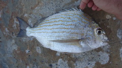 Archosargus rhomboidalis