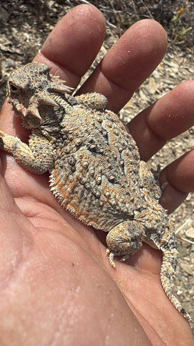 iNaturalist observation photo of Desert Horned Lizard