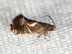 Glyphipteriginae