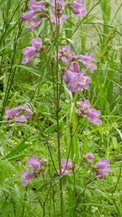 Penstemon tenuis