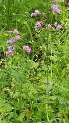 Penstemon tenuis