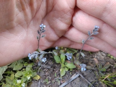 Myosotis stricta