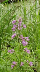 Penstemon tenuis