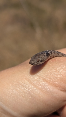 Coast Night Snake