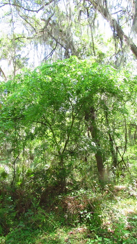 (linked from Celtis laevigata) Cannabaceae image