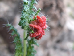 Caiophora chuquitensis