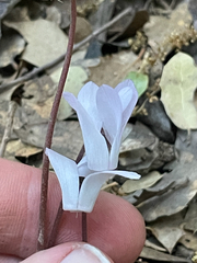 Cyclamen creticum, photograph (c) Chase Mathey, some rights reserved (CC BY)