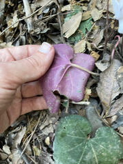 Cyclamen creticum, photograph (c) Chase Mathey, some rights reserved (CC BY)