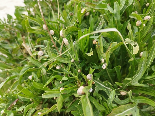 Theba pisana