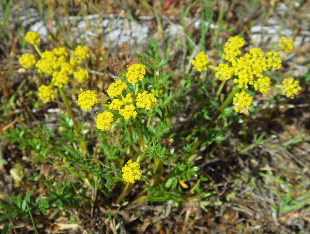 Cous-root Desert-parsley from Upper Leslie Gulch, Malheur County, OR ...