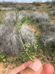 Spermolepis lateriflora