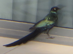 Lamprotornis caudatus