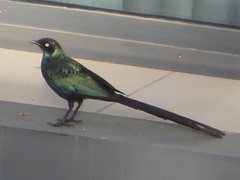 Lamprotornis caudatus