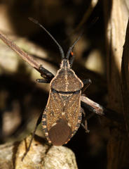 Cimolus