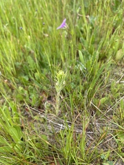 Castilleja attenuata