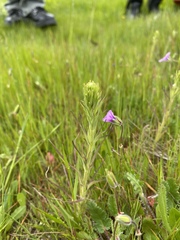 Castilleja attenuata